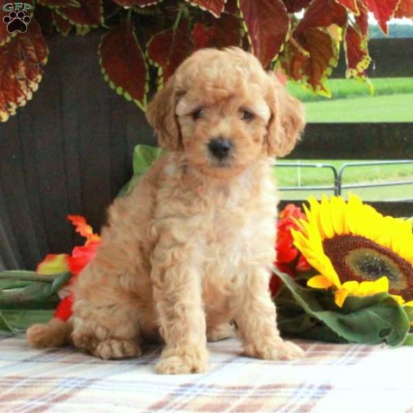 Tucker, Cavapoo Puppy