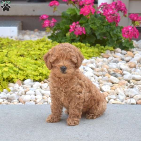 Tulip, Mini Goldendoodle Puppy