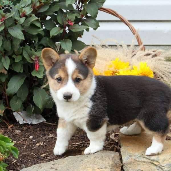 Tucker, Pembroke Welsh Corgi Puppy