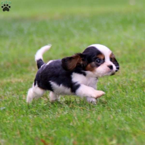 Tucker, Cavalier King Charles Spaniel Puppy