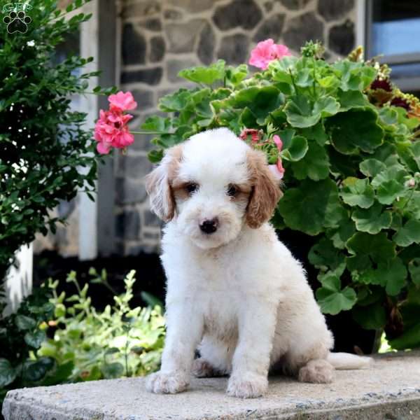 Tucker, Mini Goldendoodle Puppy