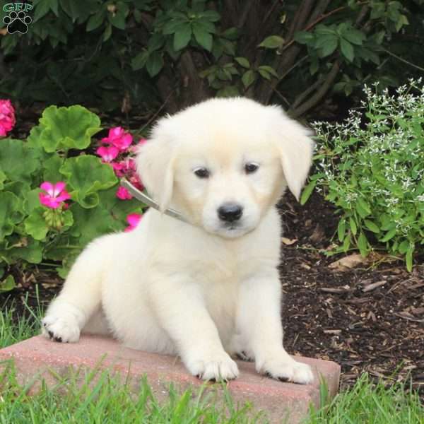 Tulip, English Cream Golden Retriever Puppy