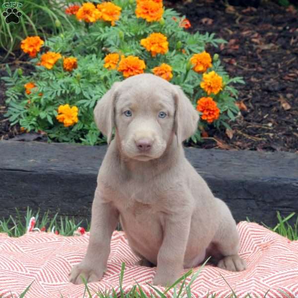 Tulip, Silver Labrador Retriever Puppy