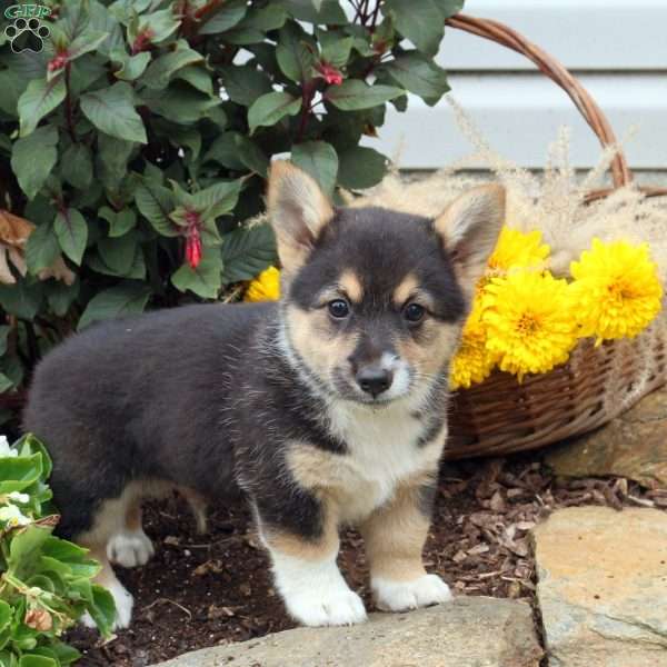 Turbo, Pembroke Welsh Corgi Puppy