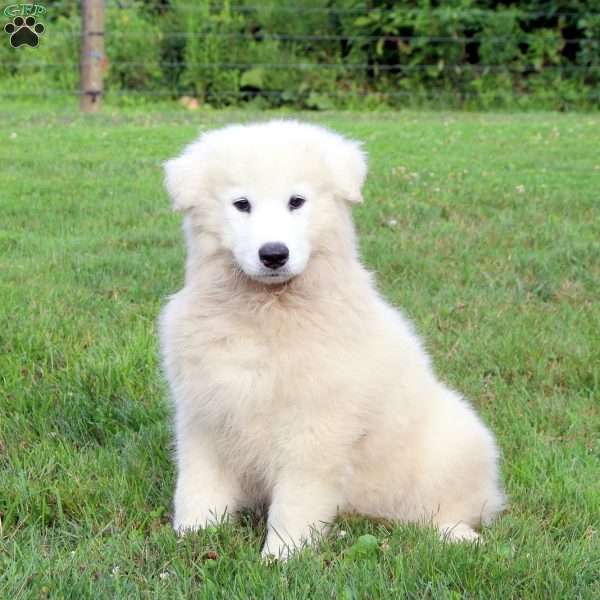 Turbo, Samoyed Puppy