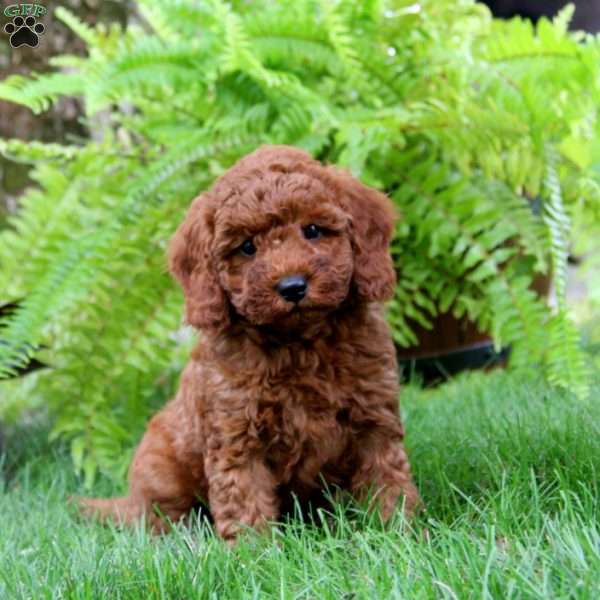 Turbo, Mini Goldendoodle Puppy