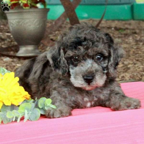 Twilight, Miniature Poodle Puppy