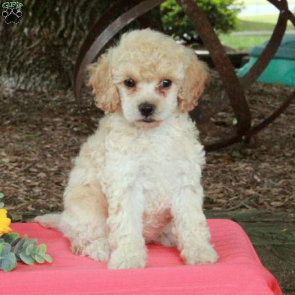 Twinkles, Miniature Poodle Puppy