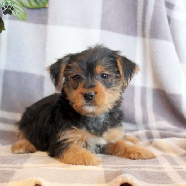 Twix, Yorkie Puppy