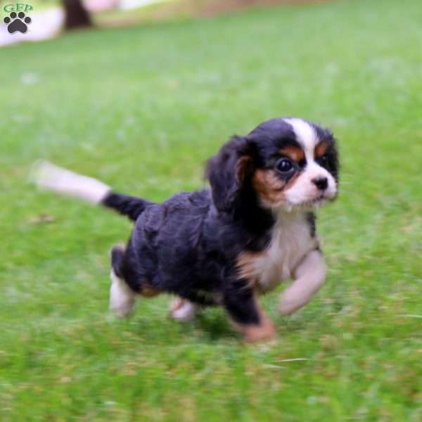 Tyler, Cavalier King Charles Spaniel Puppy