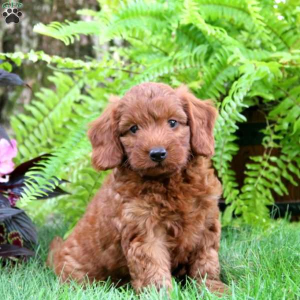 Tyler, Mini Goldendoodle Puppy