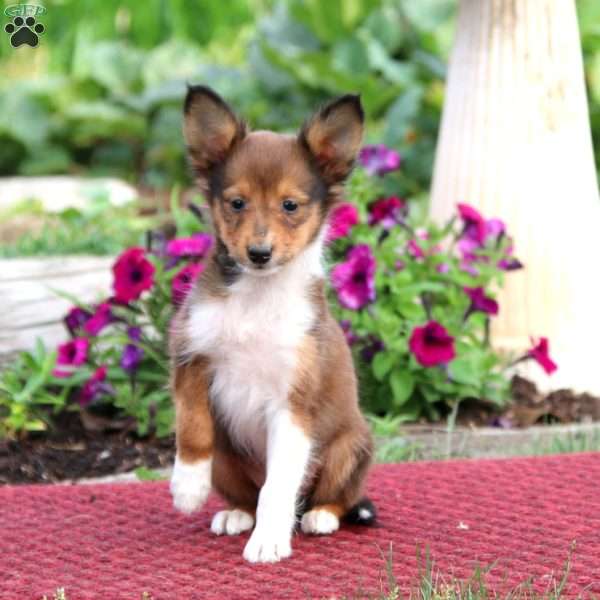 Tyler, Sheltie Puppy