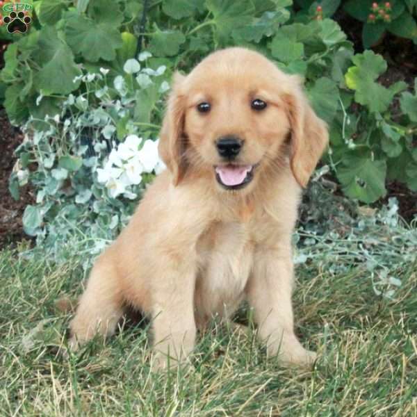 Ulia, Golden Retriever Puppy