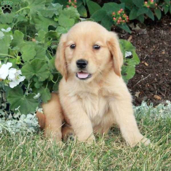 Uma, Golden Retriever Puppy