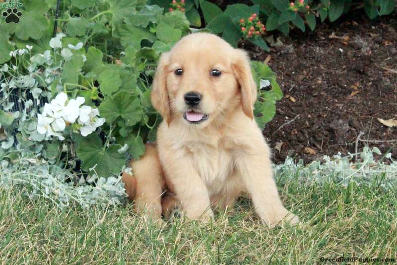 Uma - Golden Retriever Puppy For Sale in Pennsylvania