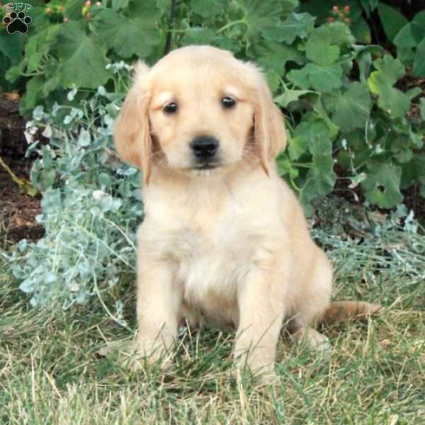 Urika, Golden Retriever Puppy