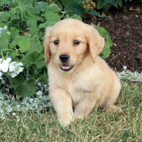 Ursula, Golden Retriever Puppy