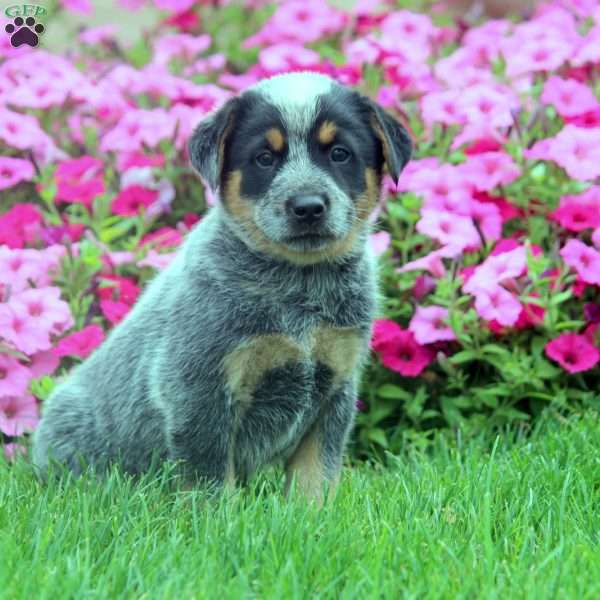 Val, Blue Heeler – Australian Cattle Dog Puppy