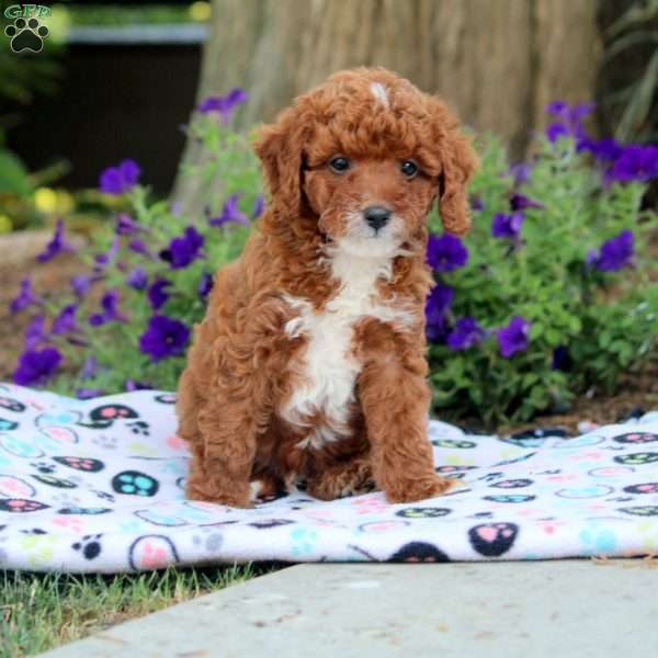 Valen, Cavapoo Puppy