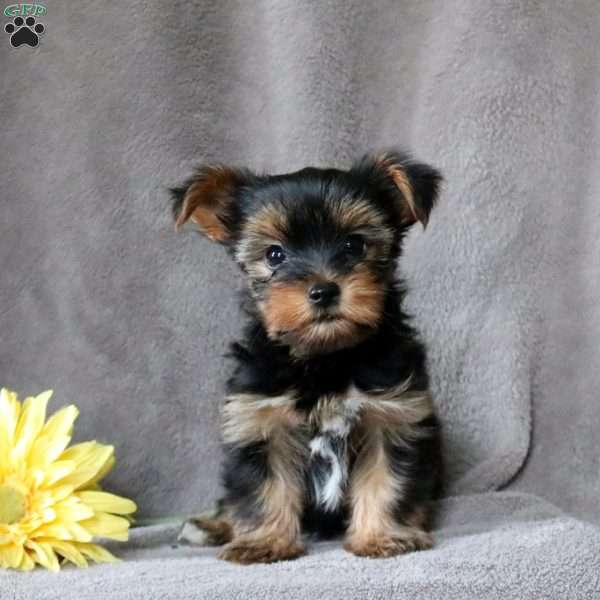 Valor, Yorkie Puppy