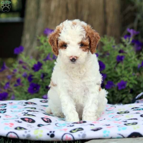 Vance, Cavapoo Puppy