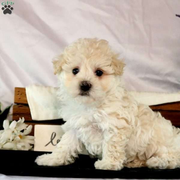 Vanessa, Maltipoo Puppy