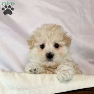 Vanessa, Maltipoo Puppy