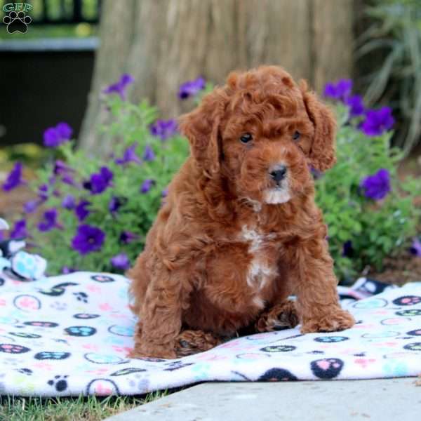 Vaughn, Cavapoo Puppy