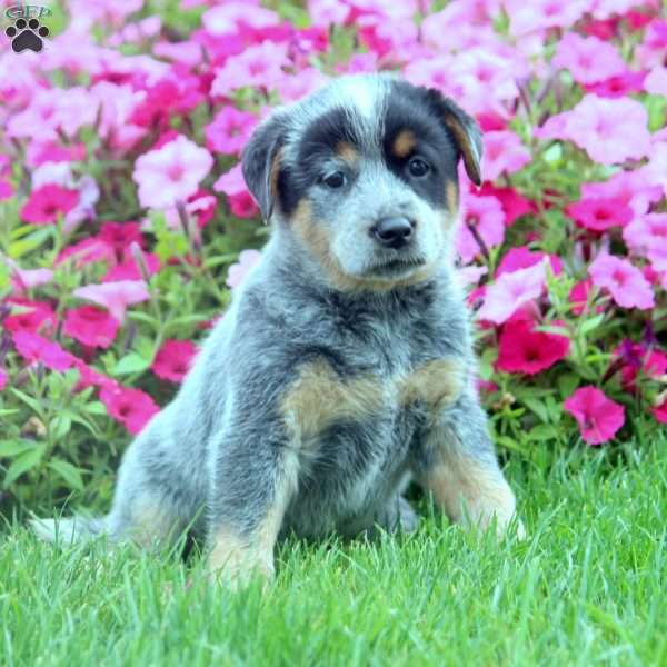 Vicky, Blue Heeler – Australian Cattle Dog Puppy