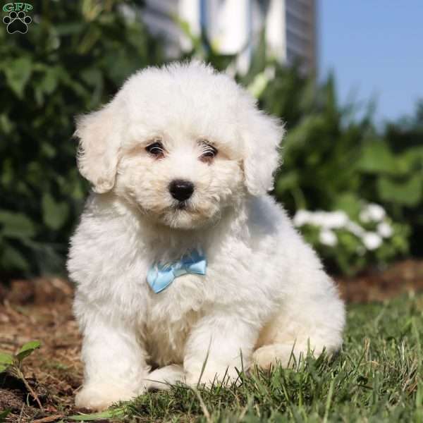 Victor, Bichon Frise Puppy