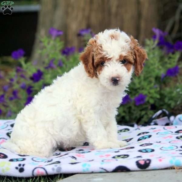 Victor, Cavapoo Puppy