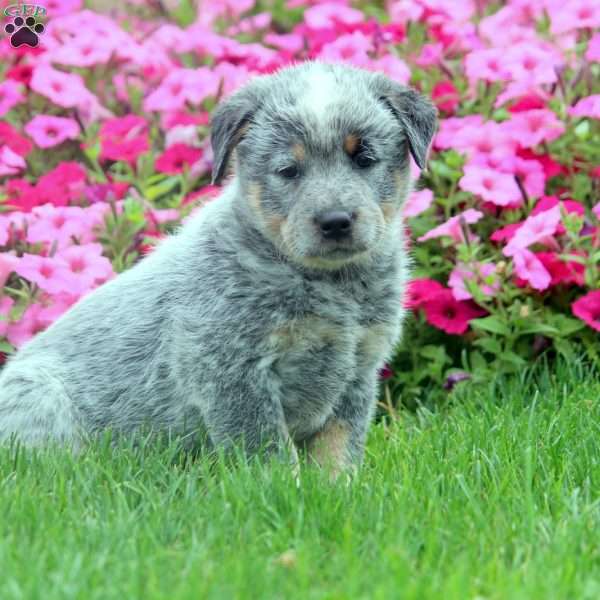 Victor, Blue Heeler – Australian Cattle Dog Puppy