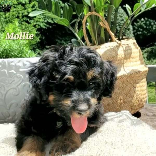 Mollie, Mini Bernedoodle Puppy