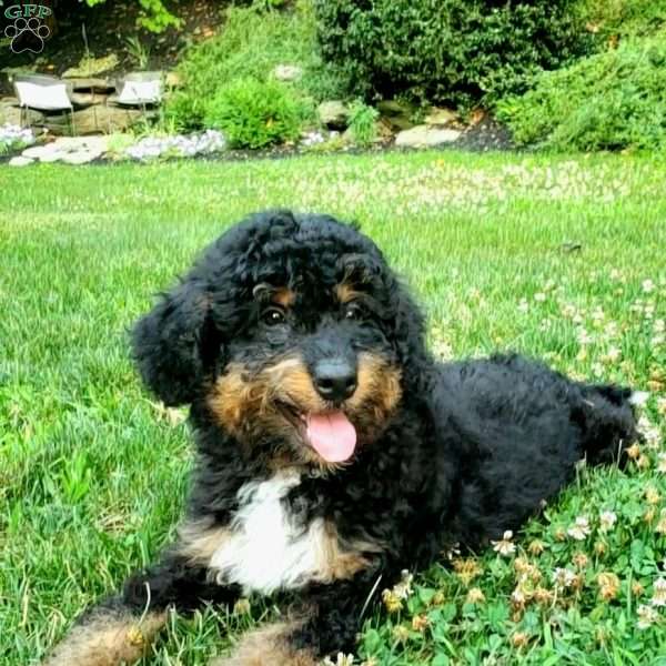 Moses, Mini Bernedoodle Puppy