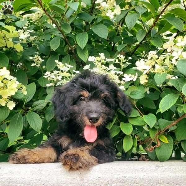 Max, Mini Bernedoodle Puppy