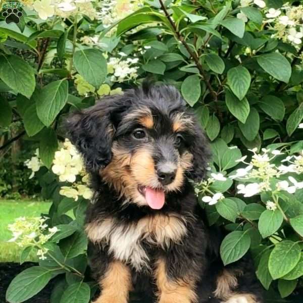 Mia, Mini Bernedoodle Puppy