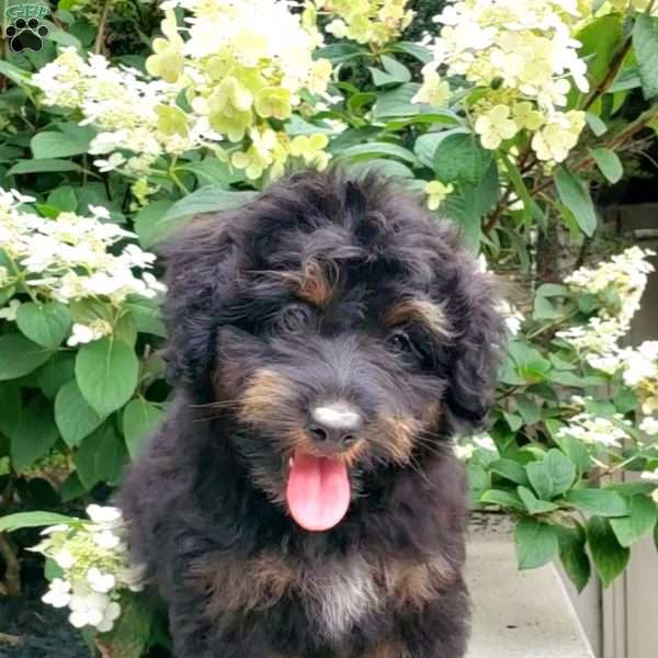 Maisy, Mini Bernedoodle Puppy