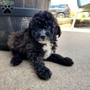 Diesel, Miniature Poodle Puppy