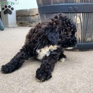 Diesel, Miniature Poodle Puppy