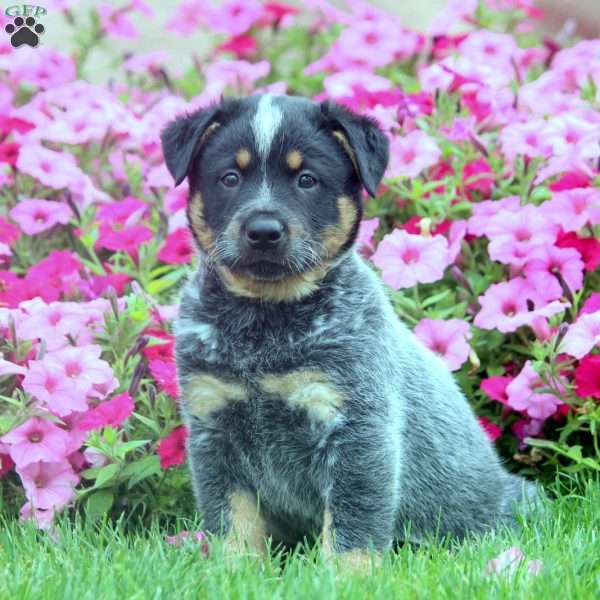 Vince, Blue Heeler – Australian Cattle Dog Puppy