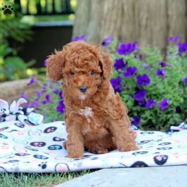 Virgil, Cavapoo Puppy