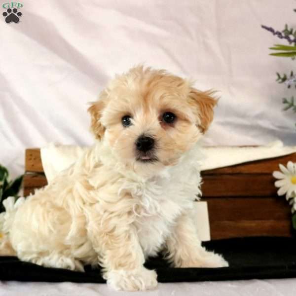 Vivian, Maltipoo Puppy