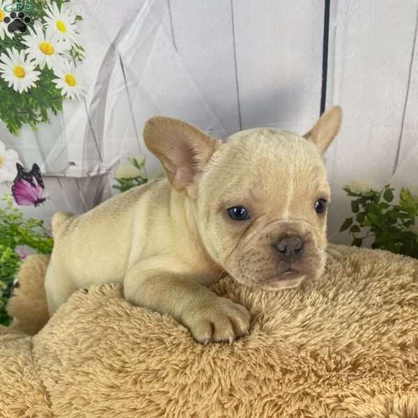 Frankie, French Bulldog Mix Puppy