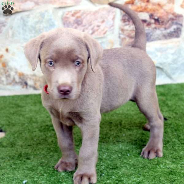 Wade, Silver Labrador Retriever Puppy