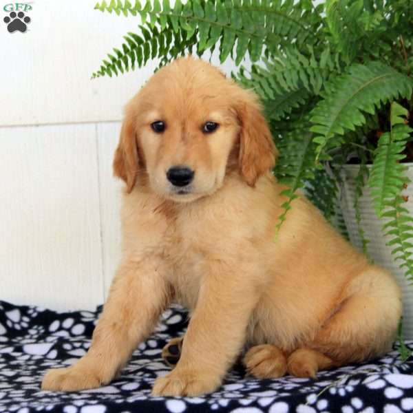 Wade, Golden Retriever Puppy