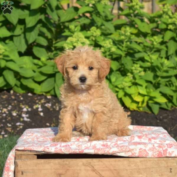 Waffles, Maltipoo Puppy