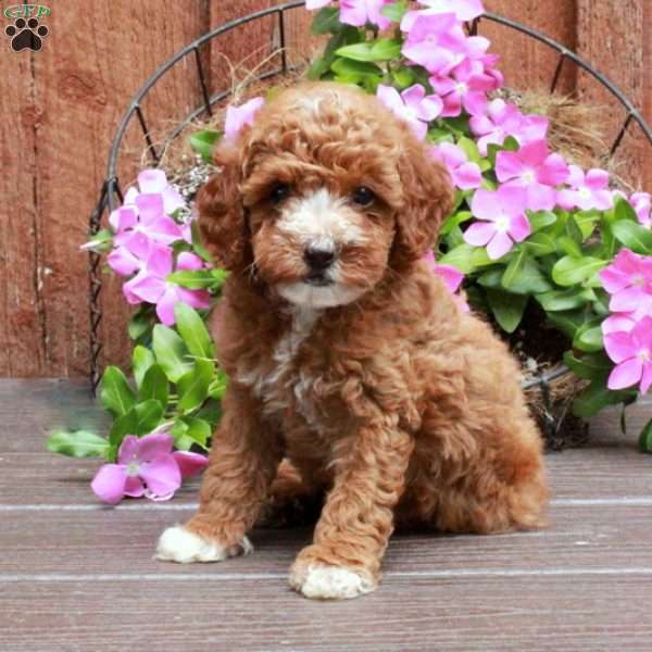 Waldo, Miniature Poodle Puppy