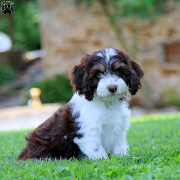 Waldo, Cockapoo Puppy