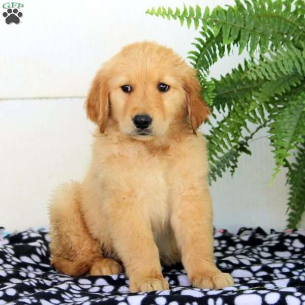 Walker, Golden Retriever Puppy