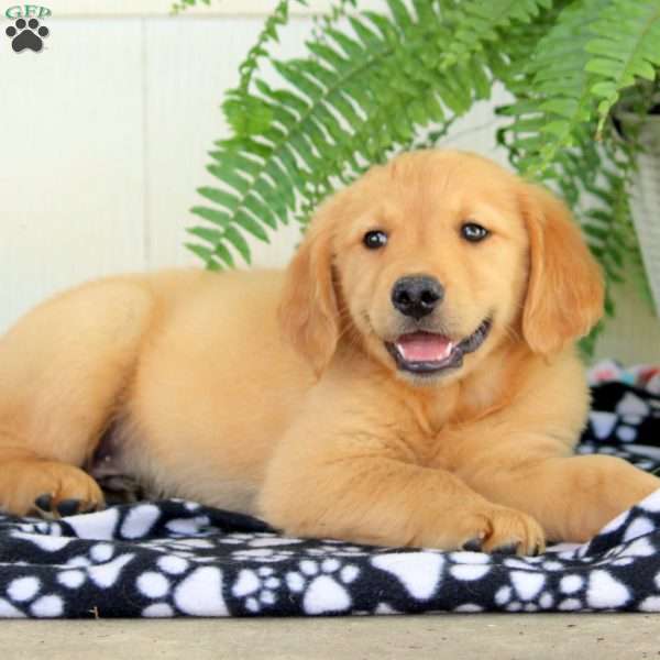 Walter, Golden Retriever Puppy